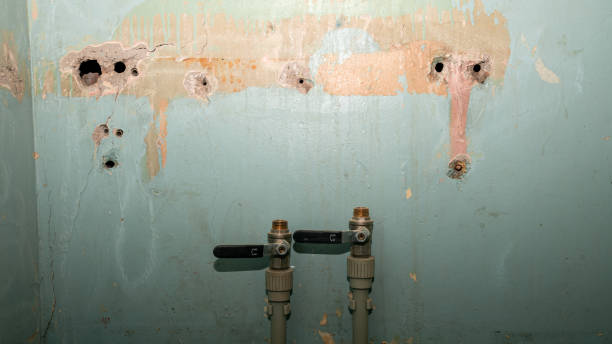 Best Mold removal after water damage  in Blountstown, FL