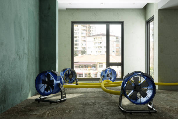 Best Flood damage cleanup  in Blountstown, FL