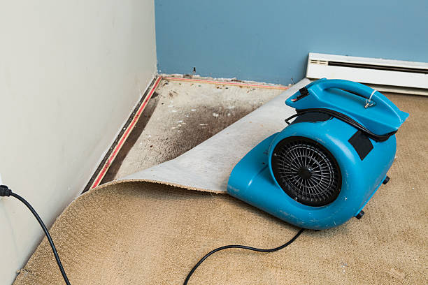 Best Local water damage restoration  in Blountstown, FL